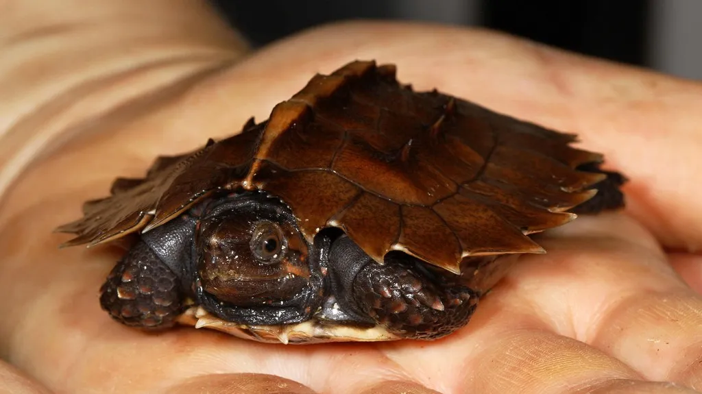 Mládě želvy ostnité