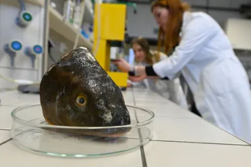 Vědci ze zlínské univerzity zkoumají využití zbytků z kapra na želatinu