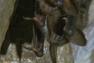 Netopýrům svědčí teplé zimy. Přibývá jich, ukazují sčítání