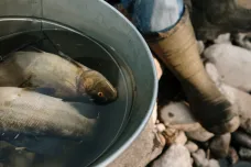 Z Odry v polských Chalupkách vylovili uhynulé ryby. Nejspíš připluly z Česka