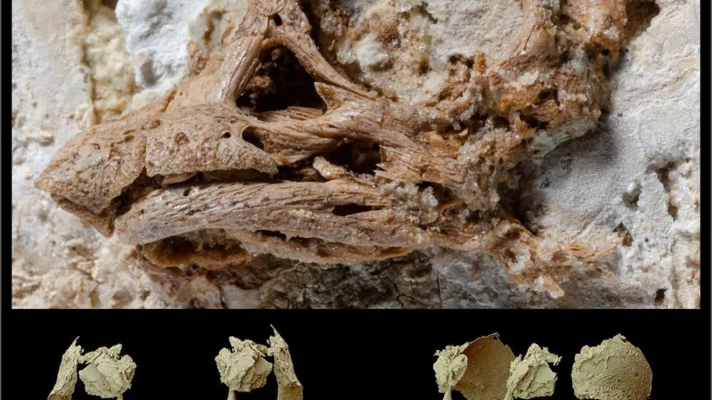 Digitální rekonstrukce lebky dinosaura