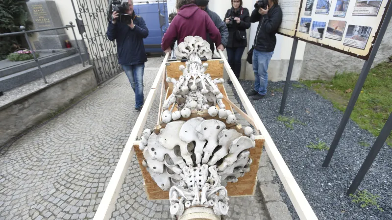 Restaurátoři vynášeli z kostnice hřbitovního kostela Všech svatých v Kutné Hoře torzo lustru z lidských kostí, který budou opravovat v rámci celkové rekonstrukce.