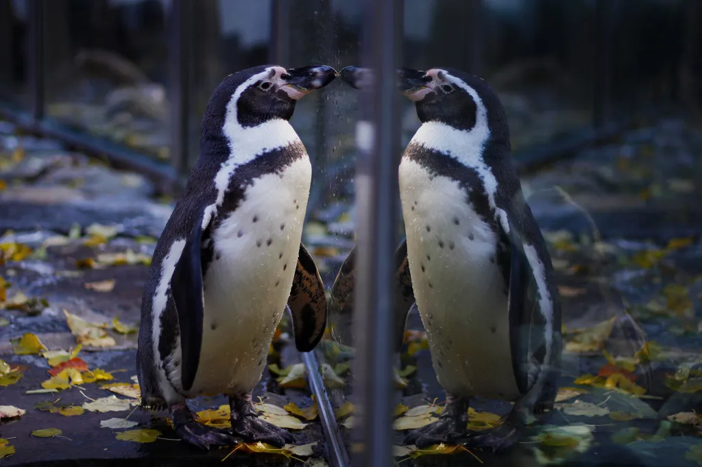 Nominace v kategorii Czech Photo Junior Award. Zrcadlení - Jsem to já…?