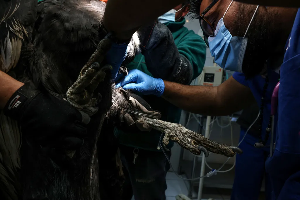 Veterinář metropolitní zoo Andres Ramírez provádí lékařskou prohlídku postřeleného zvířete