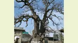 Dub letní (750 let, Rumunsko) roste v obci Cajvany. Místní věří, že tento strom zažil i velký vpád Tatarů v roce 1241, kdy všichni obyvatelé z okolí zemřeli v bitvě. Byli pohřbeni ve společném hrobě, na kterém byl vysazen tento dub.