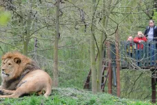 Plzeňská zoo rozšířila výběh pro lvy s devítimetrovým vodním příkopem