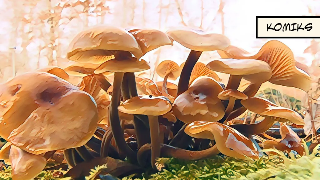 Díky počasí se letos zimním houbám daří