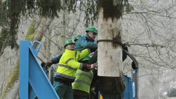 Kácení vánočního smrku