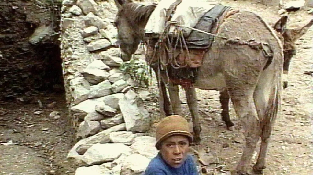 Oslíci pomohou v Afghánistánu s volebními lístky