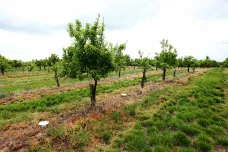Zemědělská půda v Česku je plná pesticidů. Hlavní příčina je zřejmě v minulosti