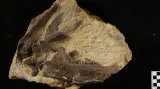 Dolní čelist šelmy rodu Tomocyon z neogénní (mladotřetihorní) lokality Tuchořice