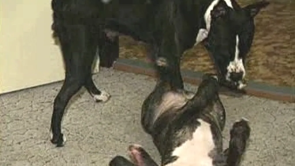 Pitbull teriéři