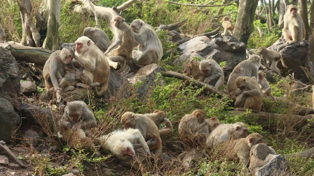 Tlupa makaků