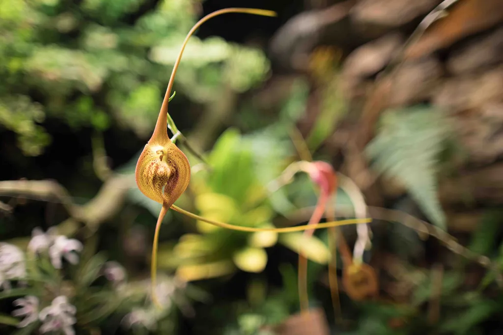 Výstava orchidejí v pražské botanické zahradě