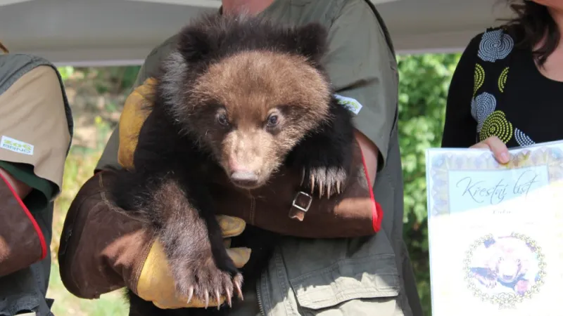 Medvídci dostali křestní list