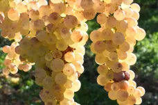 Moravské víno v proměnách klimatu: daří se modrým odrůdám, sucho zatím moc nevadí