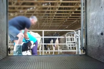 Týrání nemohoucích krav ve Žlunicích. Veterináři podají trestní oznámení