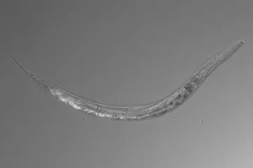 Má tři pohlaví a koupe se v arzenu. Biologové objevili v kalifornském jezeře pozoruhodný organismus