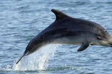 Těla francouzských delfínů jsou plná chemikálií a rtuti, popsali vědci