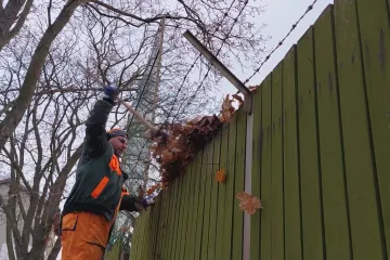 Kvůli sporu o javorové listí skončil Chlumec nad Cidlinou v exekuci