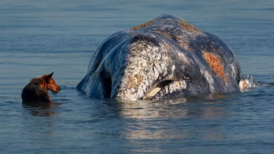 Na pláži v americkém Everetu uvízla velryba