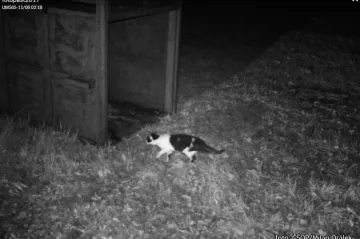 Kočka, ptáci, ale medvěd žádný. Odchytová klec zatím láká jiná zvířata