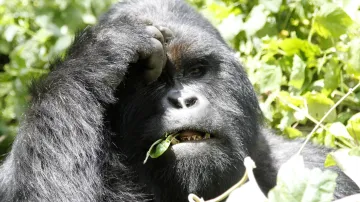 Gorily horské v národním parku Virunga