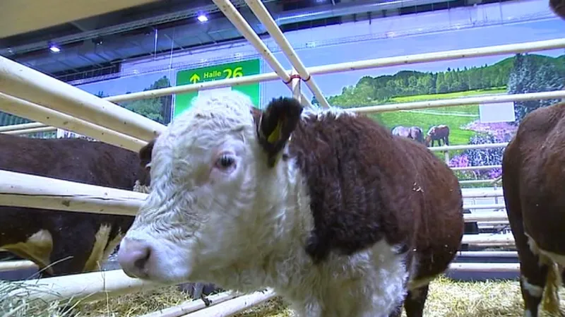 Řada Němců chce být vegetariány