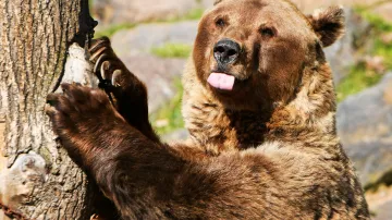 Plzeňská zoo slaví 20. a 30.narozeniny všech tří medvědů brtníků