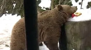 Medvědi se pomalu probouzejí