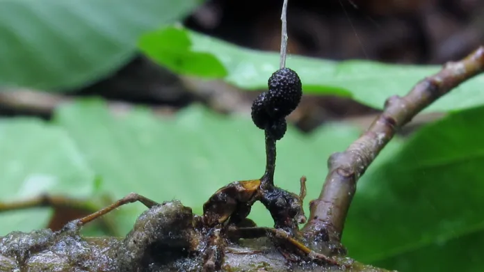 Tělo mravence téměř zkonzumované parazitickou houbou