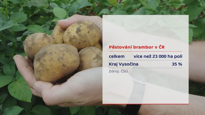 Brambory – pěstování