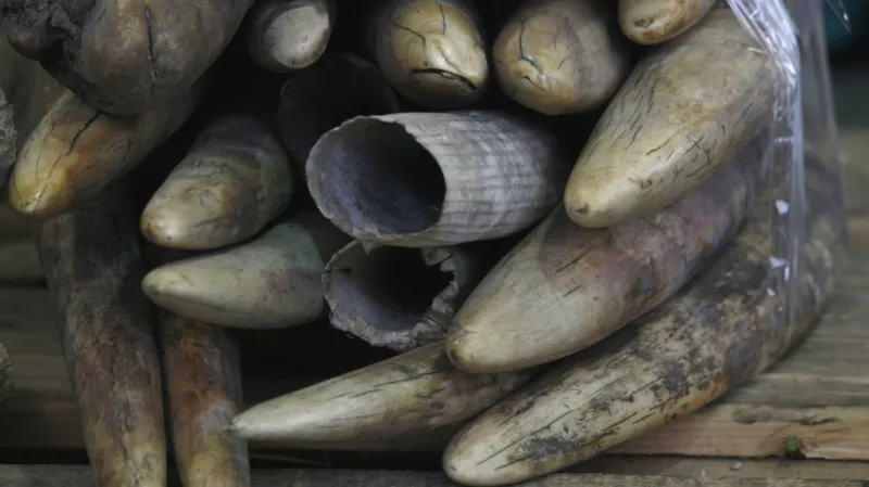 Pašování slonoviny