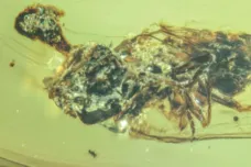 Zombie-houby existovaly už v době dinosaurů, ukázal čínský výzkum