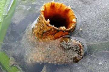 Již na letošní olympiádě by britským sportovcům mohla pomáhat látka z měkkýšů