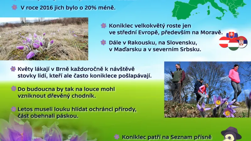 Koniklece na Kamenném vrchu v Brně