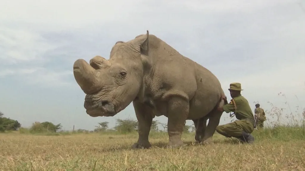 Poslední svého druhu - nosorožec Sudán v Keni