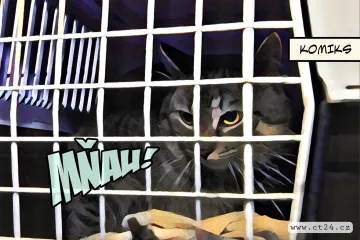 Ve Frýdlantu se přemnožily toulavé kočky