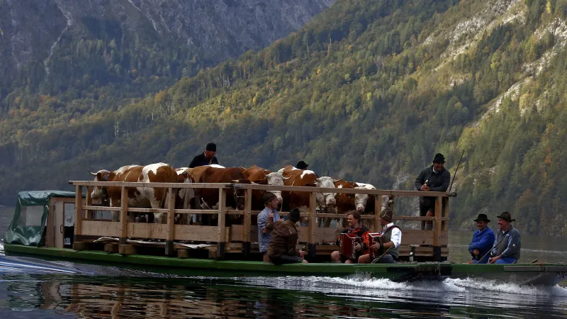 Tradiční svážení kravských stád z alpských pastvin po bavorském jezeře Königssee