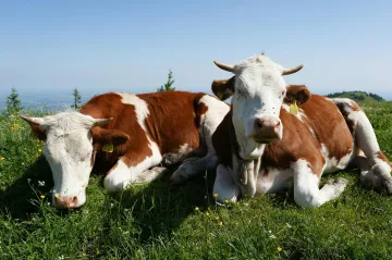 Kamery na jatkách nově monitorují případné týrání zvířat