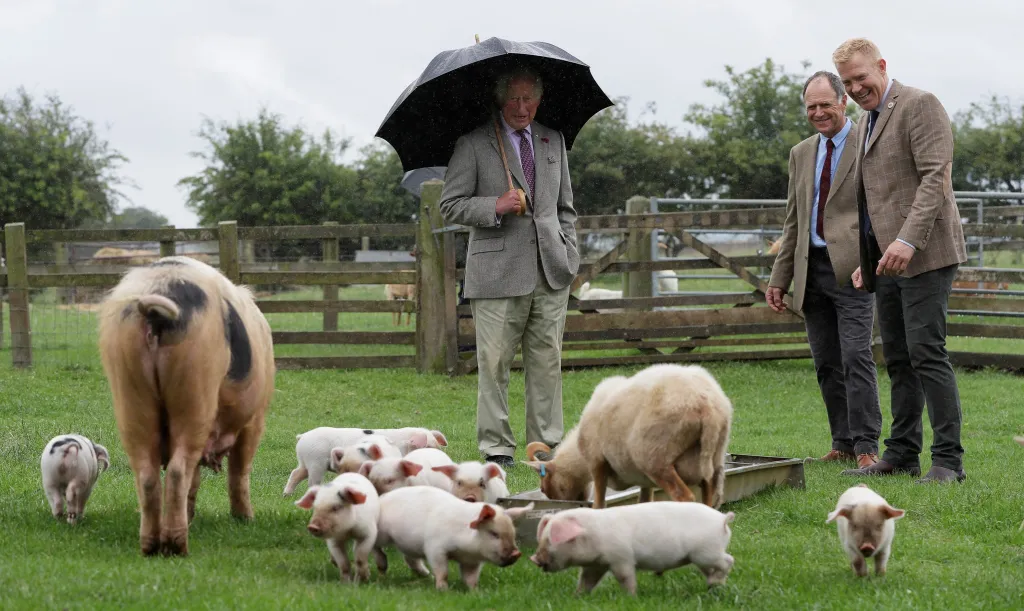 Princ Charles podporuje britské farmy, které se zaměřují na chov původních plemen