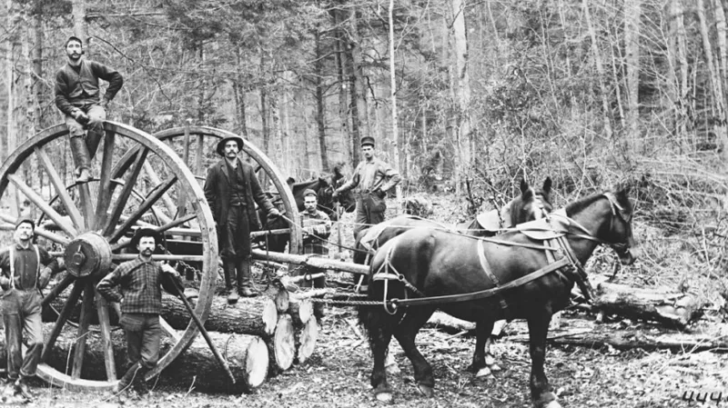 První koně do Austrálie přivezli Evropané