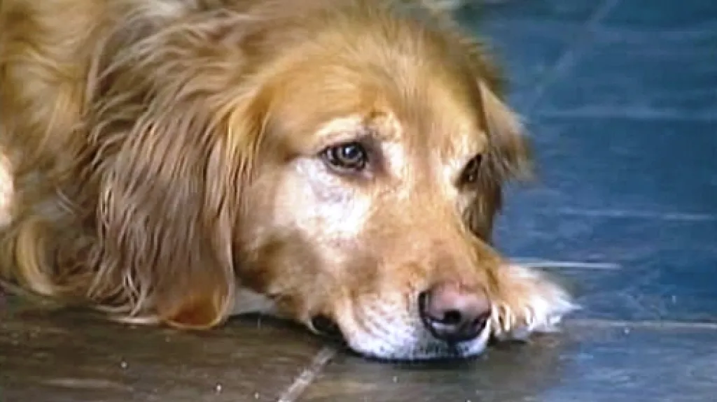 Labradorský retrívr Soli