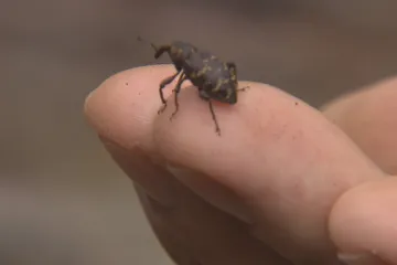 Lesy mají po kůrovci dalšího nepřítele. Obnovu porostů hatí klikoroh, ničí sazenice stromů