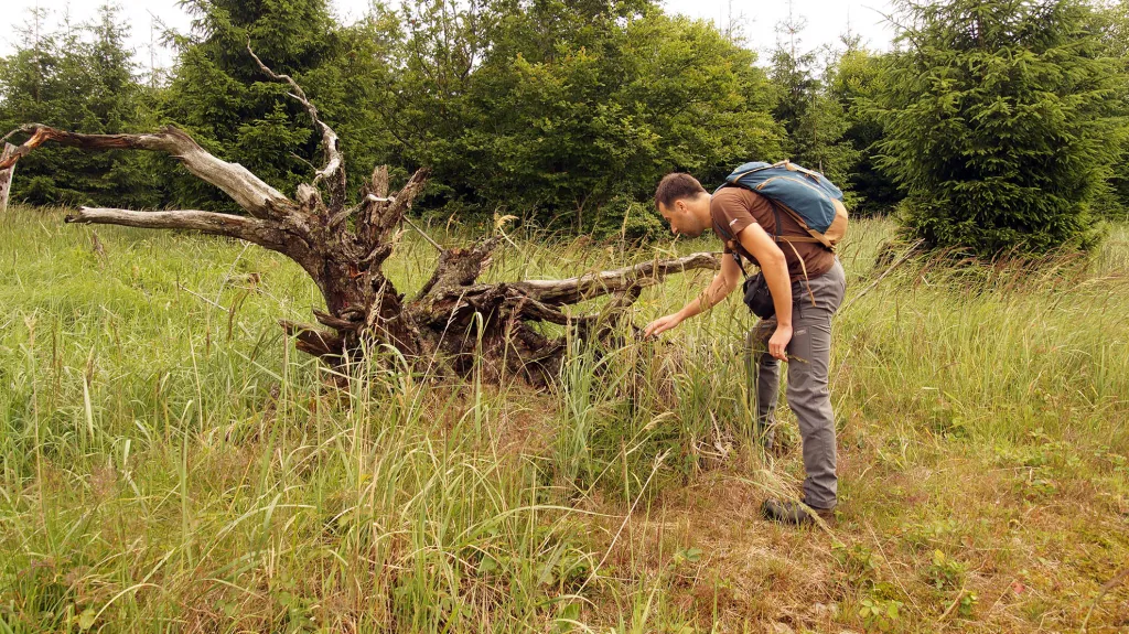 Vše, co trčí do stezky, je třeba pořádně prohlédnout. Mohou zde být chomáčky srsti.