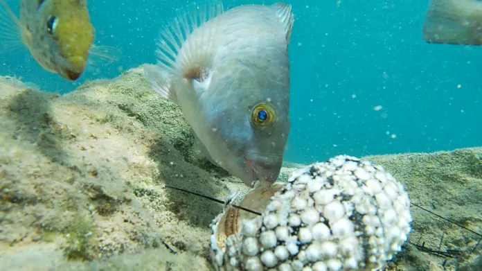 Ryba požírající mrtvou ježovku