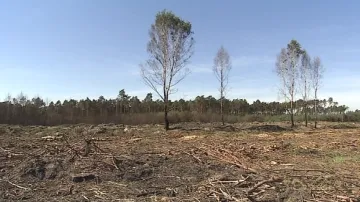 Většina stromů šla k zemi