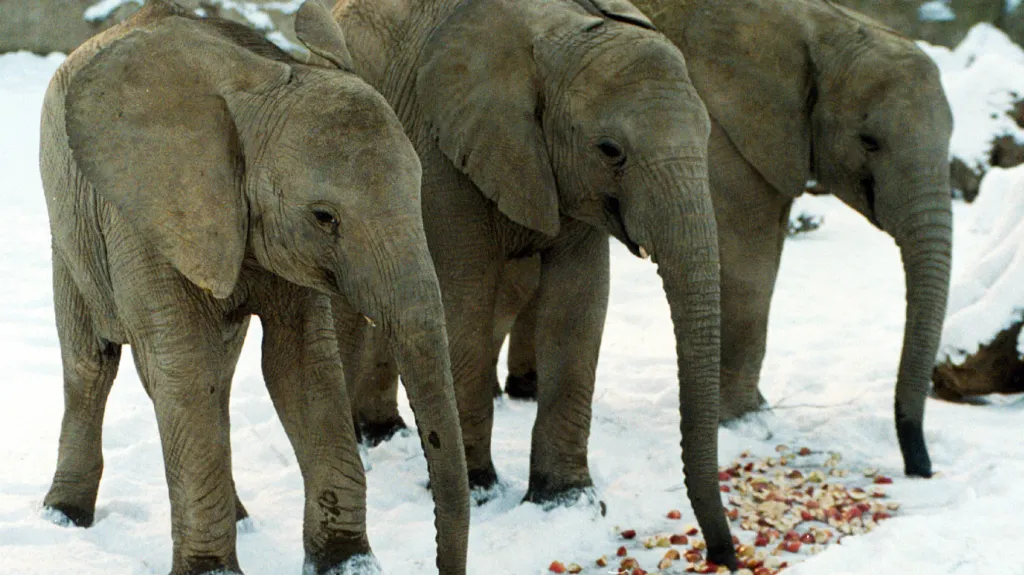 Slonice Kali, Zola a Ulu v Zoo Zlín