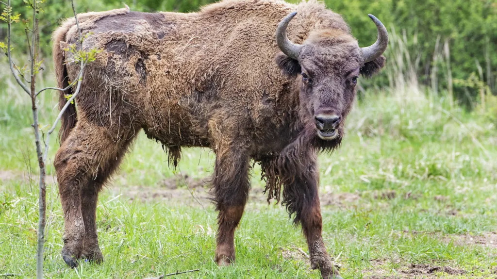 Do soukromé přírodní rezervace u Rokycan přijel zubr ze zoo Tábor