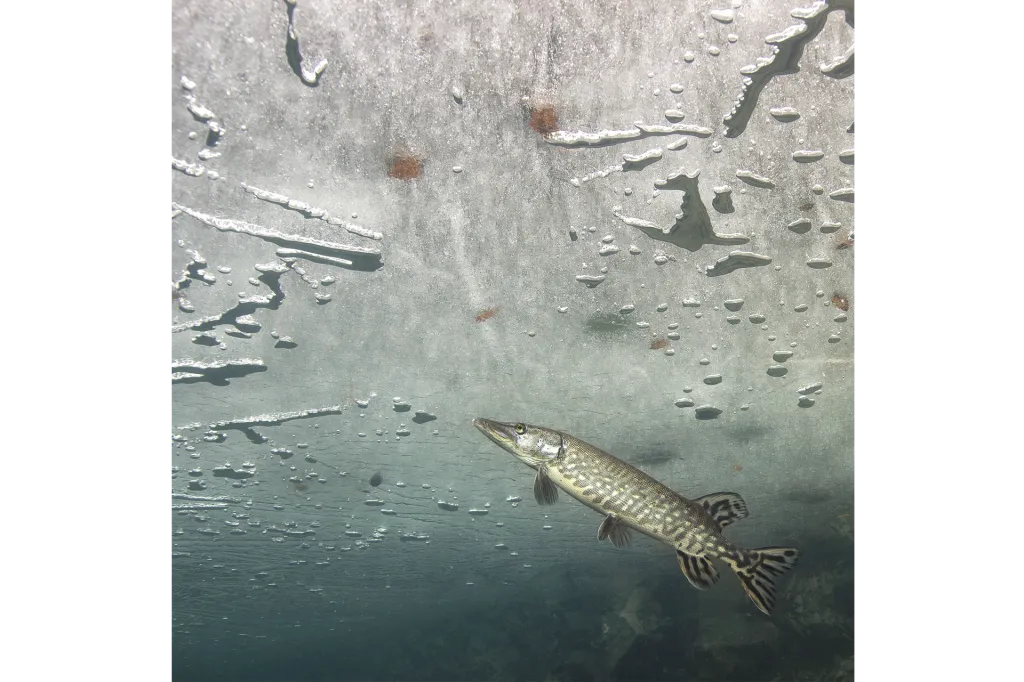 Vítězem celé soutěže i kategorie Plazi, obojživelníci a podvodní život se stal snímek štiky „Pod ledem“ od Rostislava Štefánka